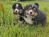 10 chiots Bergers Australiens LOF à réserver