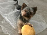Mâle Yorkshire Terrier nain disponible pour saillie