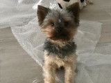Mâle Yorkshire Terrier nain disponible pour saillie