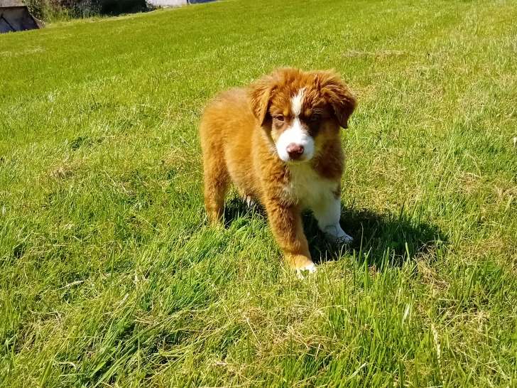 Magnifique chiots Berger Australien LOF et testés à vendre