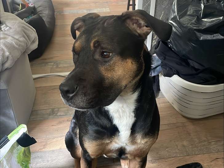 Sully, chien Staff croisé Berger Allemand à adopter