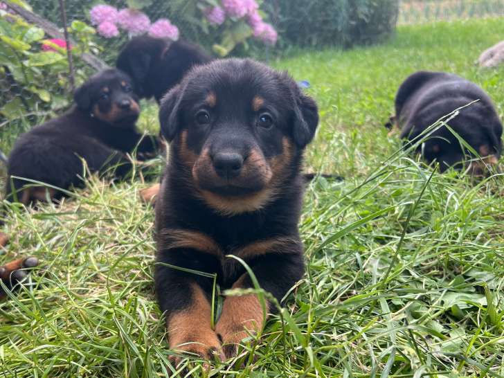 Chiot Beauceron LOF à vendre