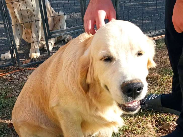 Chiots Golden Retriever LOF à vendre