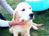 Chiots Golden Retriever LOF à vendre