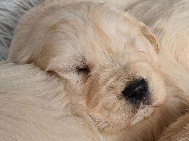 À réserver, 8 chiots Golden Retrievers LOF