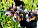 Chiots Beagle à réserver