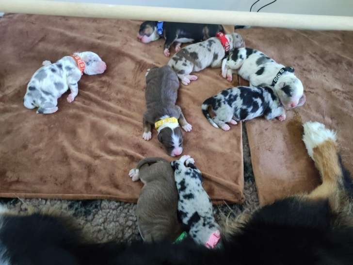 À réserver : 8 chiots Bergers Australiens LOF
