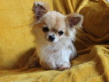 Une chienne Chihuahua LOF disponible à la vente
