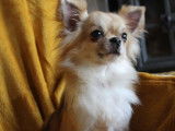 Une chienne Chihuahua LOF disponible à la vente