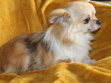 Une chienne Chihuahua LOF disponible à la vente
