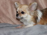 Une chienne Chihuahua LOF disponible à la vente