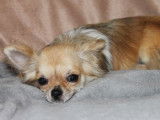 Une chienne Chihuahua LOF disponible à la vente