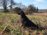 Un chien Setter Gordon LOF &agrave; vendre