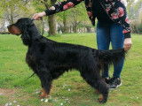 Un chien Setter Gordon LOF &agrave; vendre