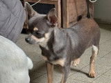 À vendre : un chiot mâle Chihuahua LOF