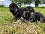 À réserver : 7 chiots Bergers Allemands LOF