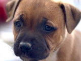 À réserver, 1 chiot femelle Staffordshire Bull Terrier LOF