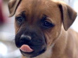 À réserver, 1 chiot femelle Staffordshire Bull Terrier LOF
