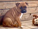 À réserver, 1 chiot femelle Staffordshire Bull Terrier LOF