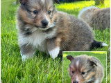 2 chiots mâles Bergers des Shetland LOF à réserver