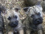&Agrave; vendre, 4 chiots m&acirc;les Cairns Terriers LOF
