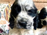 4 chiots Cockers Anglais LOF disponibles à la réservation