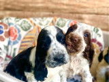 4 chiots Cockers Anglais LOF disponibles à la réservation