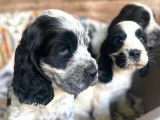 4 chiots Cockers Anglais LOF disponibles à la réservation