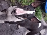 Femelle Bull Terrier de 20 mois blanc et noir &agrave; vendre