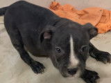 Chiots American Bully à vendre