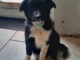 2 chiots Border Collie &agrave; vendre