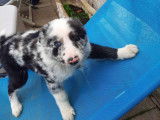 2 chiots Border Collie &agrave; vendre