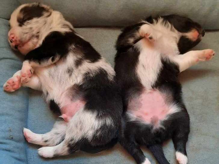 2 chiots Border Collie à vendre