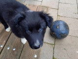 2 chiots Border Collie &agrave; vendre