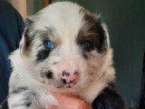 2 chiots Border Collie &agrave; vendre