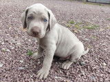 Chiots Braque de Weimar LOF à vendre