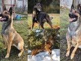 Chiots Berger Belge Malinois LOF de gros gabarit à vendre