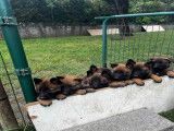 Chiots Berger Belge Malinois LOF de gros gabarit à vendre