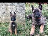 Chiots Berger Belge Malinois LOF de gros gabarit à vendre