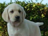 4 chiots Labrador Retriever LOF &agrave; vendre