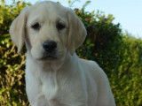 4 chiots Labrador Retriever LOF &agrave; vendre