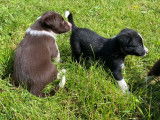 5 chiots mâles Border Collie LOF disponibles à la réservation