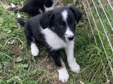 5 chiots mâles Border Collie LOF disponibles à la réservation