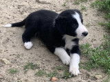 5 chiots mâles Border Collie LOF disponibles à la réservation