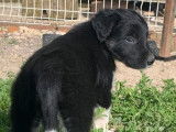 5 chiots mâles Border Collie LOF disponibles à la réservation