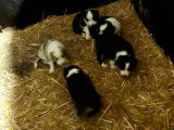 Chiots de race Border Collie à vendre (1 femelle & 1 mâle)