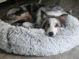 Mâle Border Collie disponible pour saillie