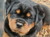 Chiots de race Rottweiler à vendre (4 femelles & 2 mâles)