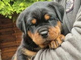 Chiots de race Rottweiler à vendre (4 femelles & 2 mâles)