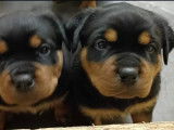 Chiots de race Rottweiler à vendre (4 femelles & 2 mâles)